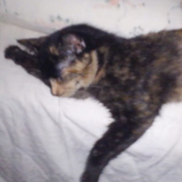 ๐๐๐CHEROKEE'S FERAL HAVEN๐๐๐ - Picture 6 of 14